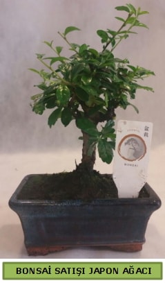 Minyatr bonsai aac sat  stanbul skdar iek gnderme firmas 