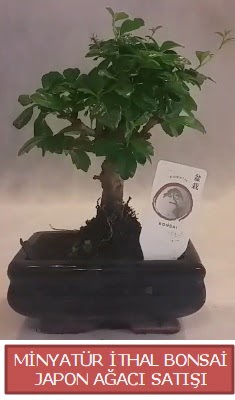 Kk grsel bonsai japon aac bitkisi  taksim ieki sitemizden her saat kredi kart ile sipari verebilirsiniz 