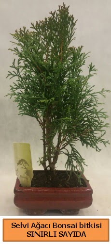 Selvi aac bonsai japon aac bitkisi  stanbul tuzla iek yollayarak sevdiklerinizi martn 