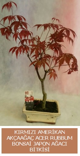 Amerikan akaaa Acer Rubrum bonsai  istanbul iin sevgilime en gzel hediye iek ve doru yerdesiniz 