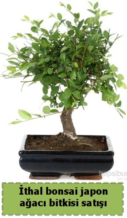 thal bonsai saks iei Japon aac sat  stanbul mraniye ieki telefonlar 0 - 212 - 2111508 