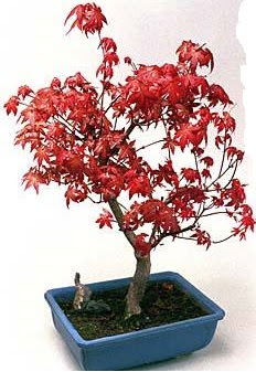 Amerikan akaaa bonsai bitkisi  istanbul pendik iek ve pasta sat grsel hediyelik sunar 0 - 216 - 3860018