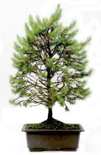 *** STOKTA YOK - am aac bonsai bitkisi sat  istanbul bahelievler iek online iek siparii 