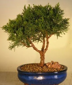 Servi am bonsai japon aac bitkisi  istanbul pendik iek ve pasta sat grsel hediyelik sunar 0 - 216 - 3860018