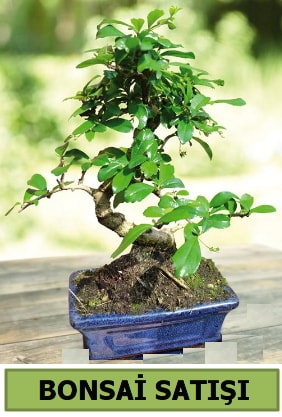 am bonsai japon aac sat  stanbul tuzla iek yollayarak sevdiklerinizi martn 
