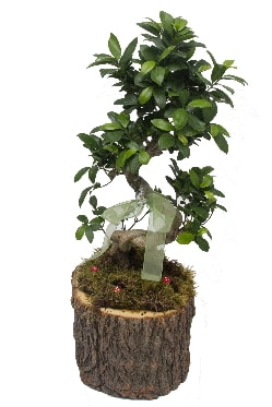 Doal ktkte bonsai saks bitkisi  stanbul mraniye ieki telefonlar 0 - 212 - 2111508 
