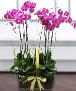 7 dall mor lila orkide  stanbul beikta her semtine iek gnderin 