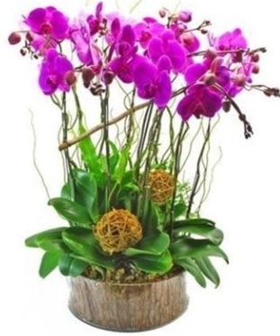 Ahap ktkte lila mor orkide 8 li  istanbul avclar yurtii ve yurtd iek siparii 