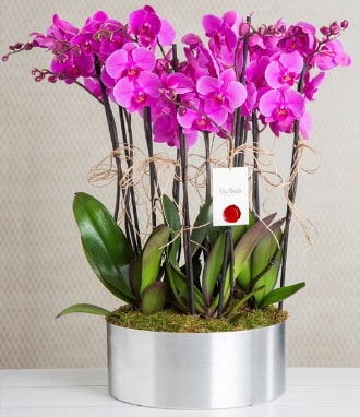 11 dall mor orkide metal vazoda  stanbul beikta her semtine iek gnderin 