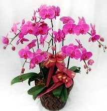 Sepet ierisinde 5 dall lila orkide  stanbul Kadky nternetten iek siparii verebilirsiniz. 