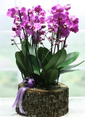 Ktk ierisinde 6 dall mor orkide  stanbul Kadky nternetten iek siparii verebilirsiniz. 