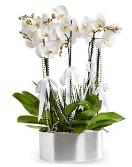 Be dall metal saksda beyaz orkide  istanbul pendik iek ve pasta sat grsel hediyelik sunar 0 - 216 - 3860018