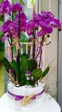 Seramik vazoda 4 dall mor lila orkide  istanbul mraniye iek maazas , ieki adresleri 
