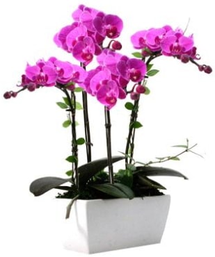 Seramik vazo ierisinde 4 dall mor orkide  stanbul tuzla iek yollayarak sevdiklerinizi martn 