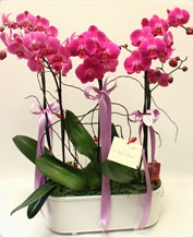 Beyaz seramik ierisinde 4 dall orkide  stanbul Kadky nternetten iek siparii verebilirsiniz. 