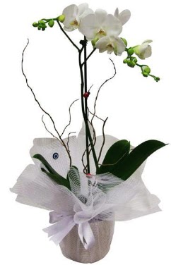 Tek dall beyaz orkide  istanbul skdar iekileri firmamz kaliteli taze ve ucuz iekler sunar 