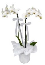 2 dall beyaz orkide  istanbul iek sat sitemizden 