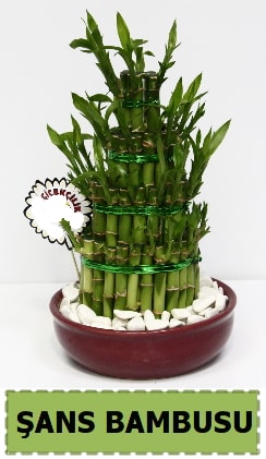 ans piramit bambu saks bitkisi  stanbul tuzla iek yollayarak sevdiklerinizi martn 