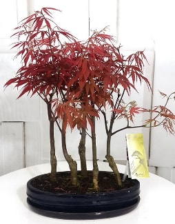 5 adet japon akaaa bonsai iei  stanbul tuzla iek yollayarak sevdiklerinizi martn 