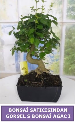 S dal erilii bonsai japon aac  stanbul tuzla iek yollayarak sevdiklerinizi martn 