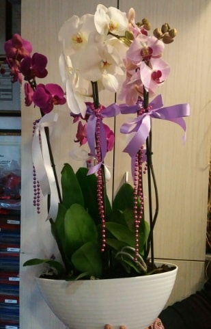 Mor ve beyaz ve pembe 6 dall orkide  stanbul Kadky nternetten iek siparii verebilirsiniz. 