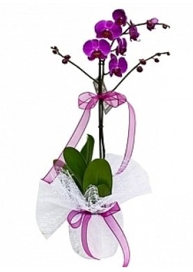 Tekli Mor Orkide  istanbul pendik iek ve pasta sat grsel hediyelik sunar 0 - 216 - 3860018