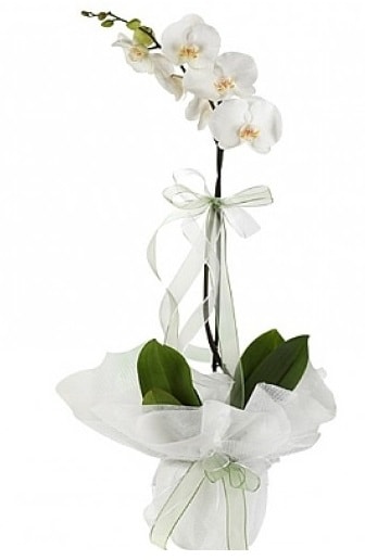 Tekli Beyaz Orkide  stanbul grsel iek siparii 