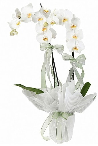 ift Dall Beyaz Orkide  istanbul kkekmece iekileri iinde lider ieki firmamz sizler sayesinde bymektedir 