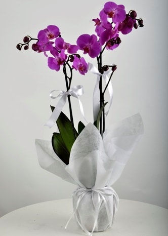 ift dall saksda mor orkide iei  istanbul tuzla iek servisi , ieki adresleri 