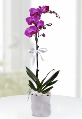 Tek dall saksda mor orkide iei  istanbul esenler online ieki , iek siparii 