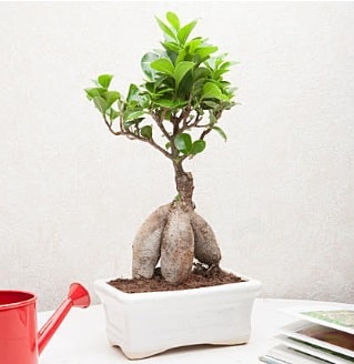 Exotic Ficus Bonsai ginseng  istanbul avclar iekiler sitemizden sizlere zel 