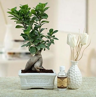 Ginseng ficus bonsai  istanbul esenler online ieki , iek siparii 