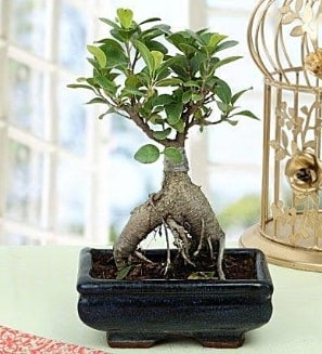 Appealing Ficus Ginseng Bonsai  istanbul kkekmece iekileri iinde lider ieki firmamz sizler sayesinde bymektedir 
