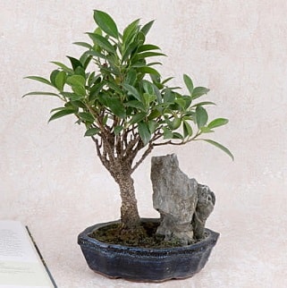 Japon aac Evergreen Ficus Bonsai  stanbul beikta her semtine iek gnderin 