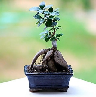 Marvellous Ficus Microcarpa ginseng bonsai  istanbul tuzla iek servisi , ieki adresleri 