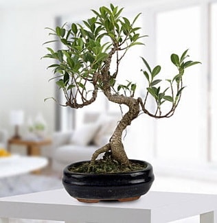 Gorgeous Ficus S shaped japon bonsai  iek sitemizden yeliksiz online sipari verebilirsiniz 