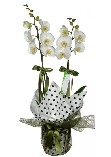 ift Dall Beyaz Orkide  istanbul karaky anadolu ve avrupa yakas hzl kaliteli ieki dkkan 