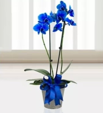 ift dall mavi orkide  stanbul tuzla iek yollayarak sevdiklerinizi martn 