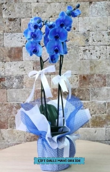 ift dall ithal mavi orkide  istanbul pendik iek ve pasta sat grsel hediyelik sunar 0 - 216 - 3860018