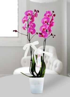 ift dall mor orkide  istanbul esenler online ieki , iek siparii 