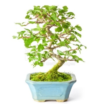 S zerkova bonsai ksa sreliine  stanbul mraniye ieki telefonlar 0 - 212 - 2111508 