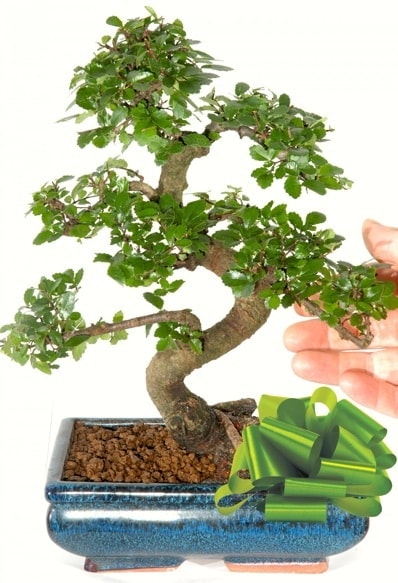 Yaklak 25 cm boyutlarnda S bonsai  istanbul kadky gvenli kaliteli hzl iek 