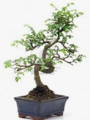 S gvde bonsai minyatr aa japon aac  stanbul tuzla iek yollayarak sevdiklerinizi martn 