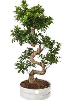 90 cm ile 100 cm civar S peyzaj bonsai  stanbul beikta her semtine iek gnderin 