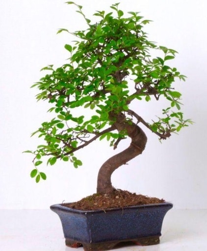S gvdeli bonsai minyatr aa japon aac  stanbul beikta her semtine iek gnderin 
