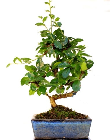 S gvdeli carmina bonsai aac  istanbul pendik iek ve pasta sat grsel hediyelik sunar 0 - 216 - 3860018 Minyatr aa