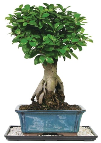Bonsai Ginsing Grafted Ficus Bonsai  istanbul pendik iek ve pasta sat grsel hediyelik sunar 0 - 216 - 3860018