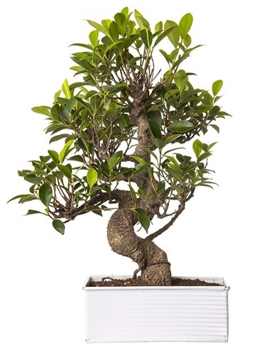Exotic Green S Gvde 6 Year Ficus Bonsai  stanbul beikta her semtine iek gnderin 